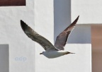 Azorean Gull 2nd w, (Larus michahellis atlantis) February,  Alan Prowse